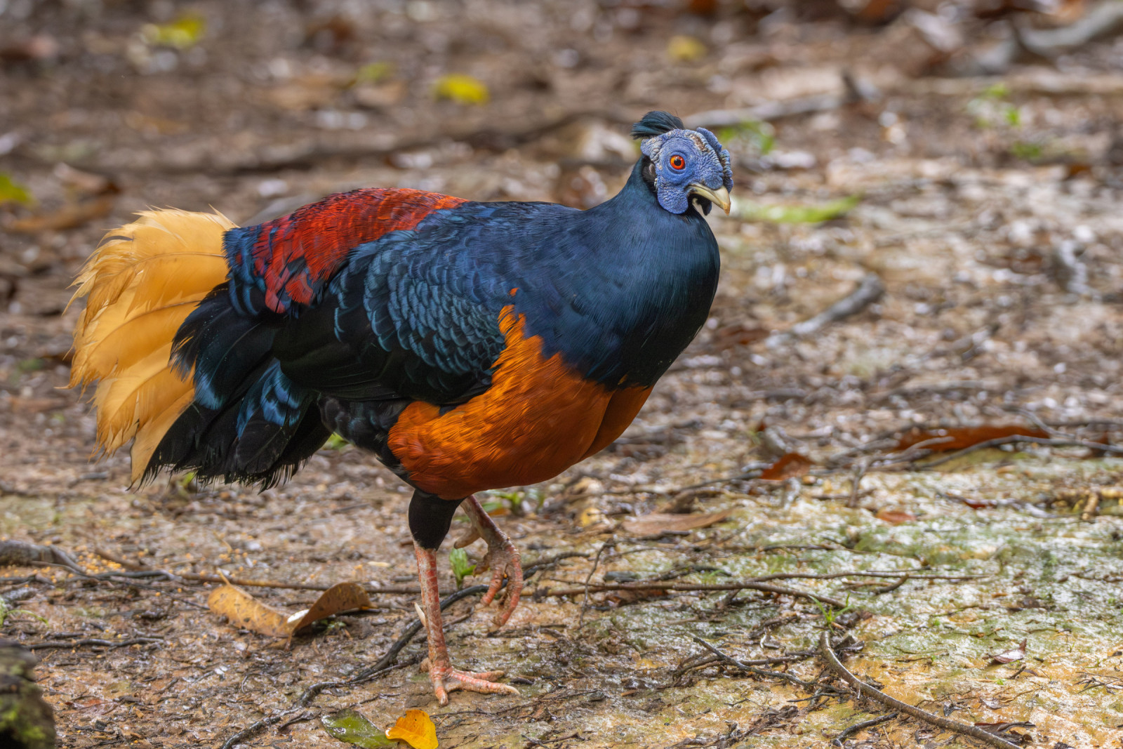 image Bornean Crested Fireback